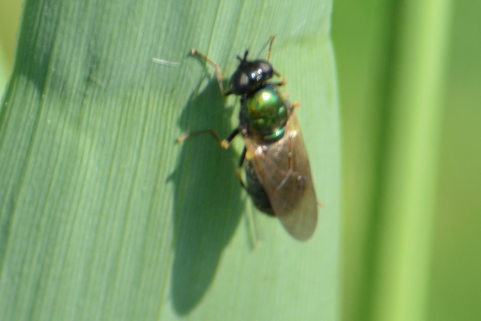 Chloromyia formosa - közönséges fémeslégy