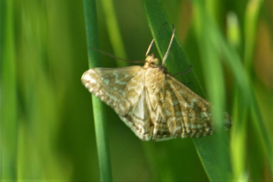 Evergestis frumentalis - tavaszi dudvamoly