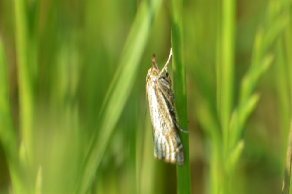 Thisanotia chrysonuchella - tavaszi fűgyökérmoly
