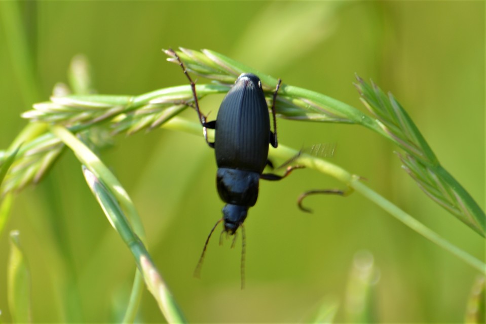 Calathus fuscipes - sokpontos tarfutó
