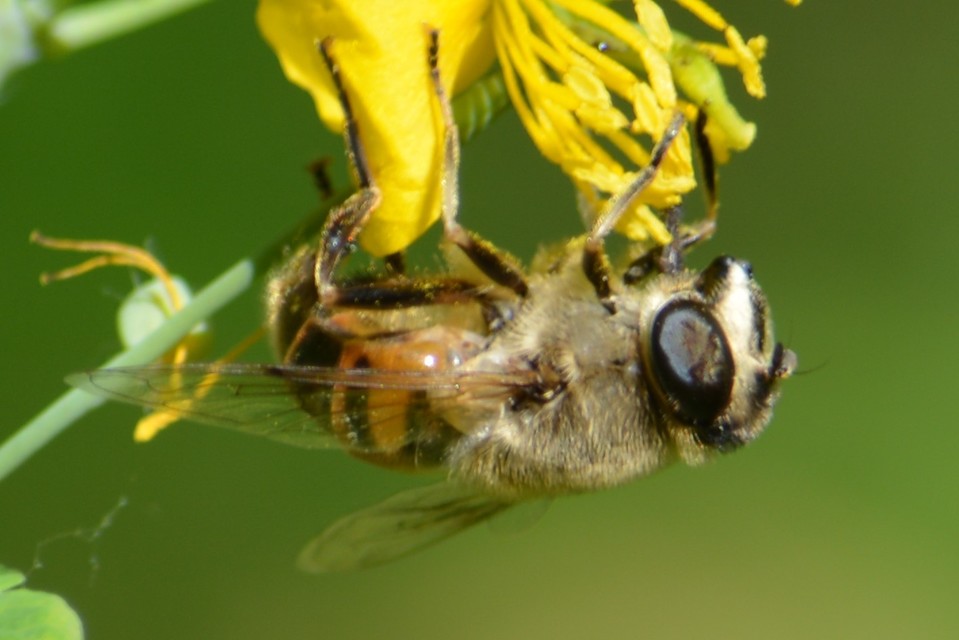 Eristalis tenax - közönséges herelégy