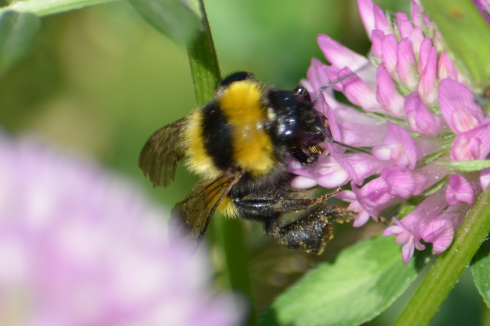 Bombus hortorum/ruderatus
