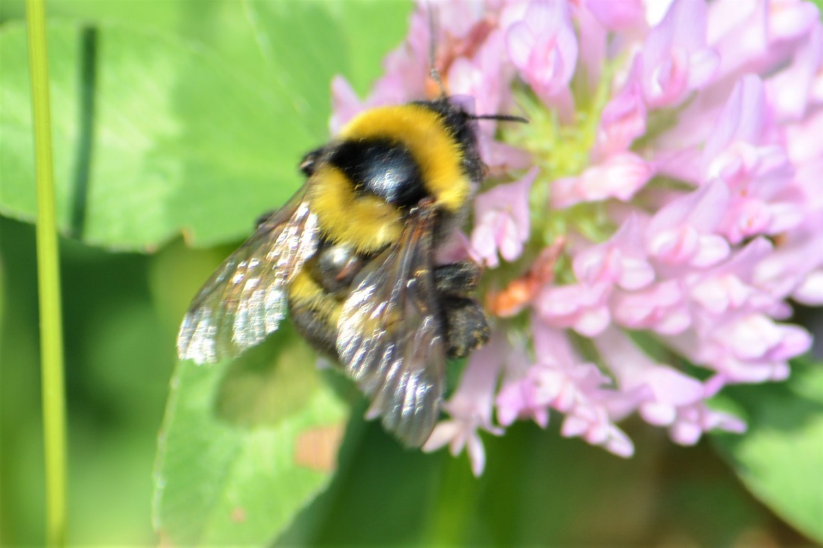 Bombus hortorum/ruderatus