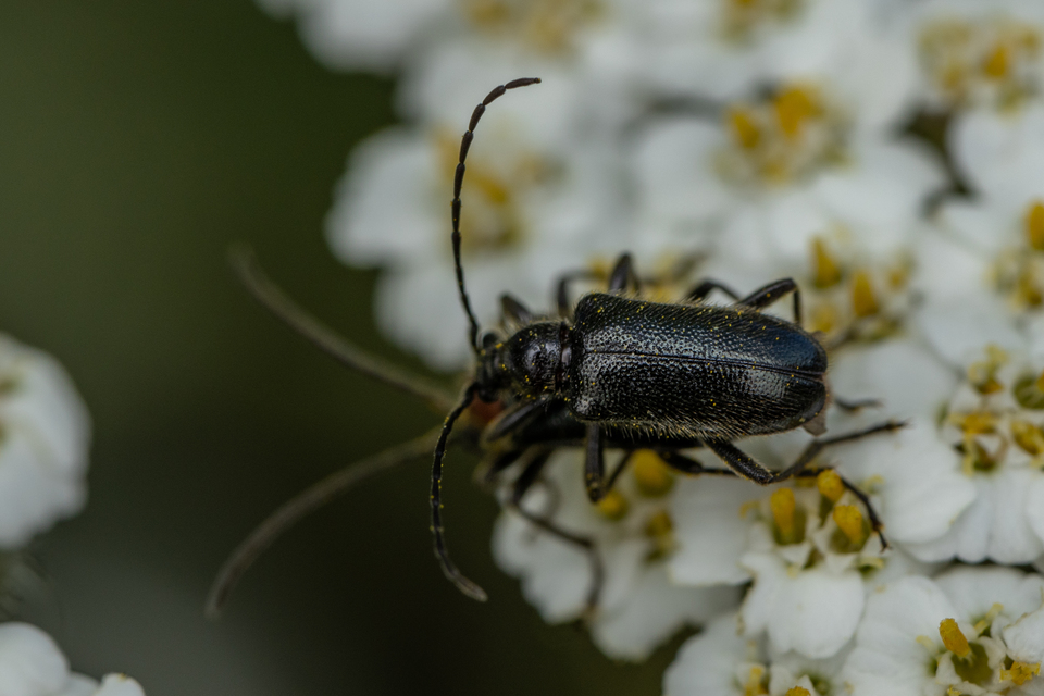 Dinoptera collaris - vörösnyakú virágcincér