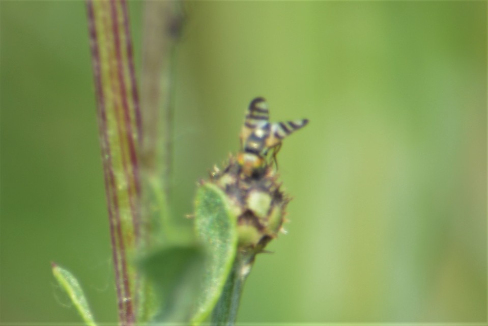 Tephritidae - fúrólégyfélék