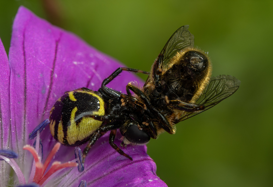 Synema globosum/ornatum