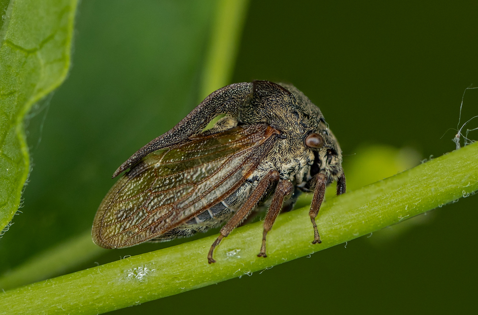 Centrotus cornutus - szarvaskabóca