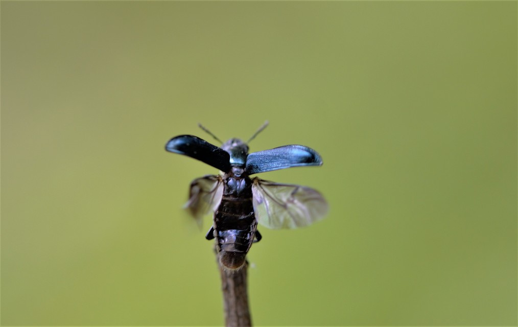 Platycerus caraboides - kis fémesszarvasbogár