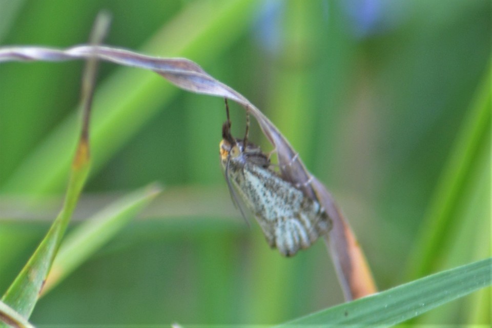 Thisanotia chrysonuchella - tavaszi fűgyökérmoly