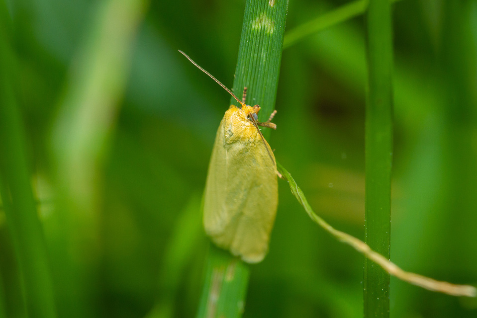Aphelia