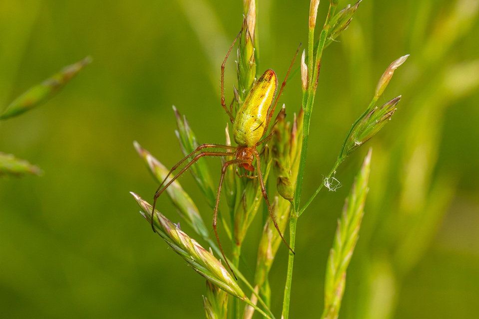 Tetragnatha