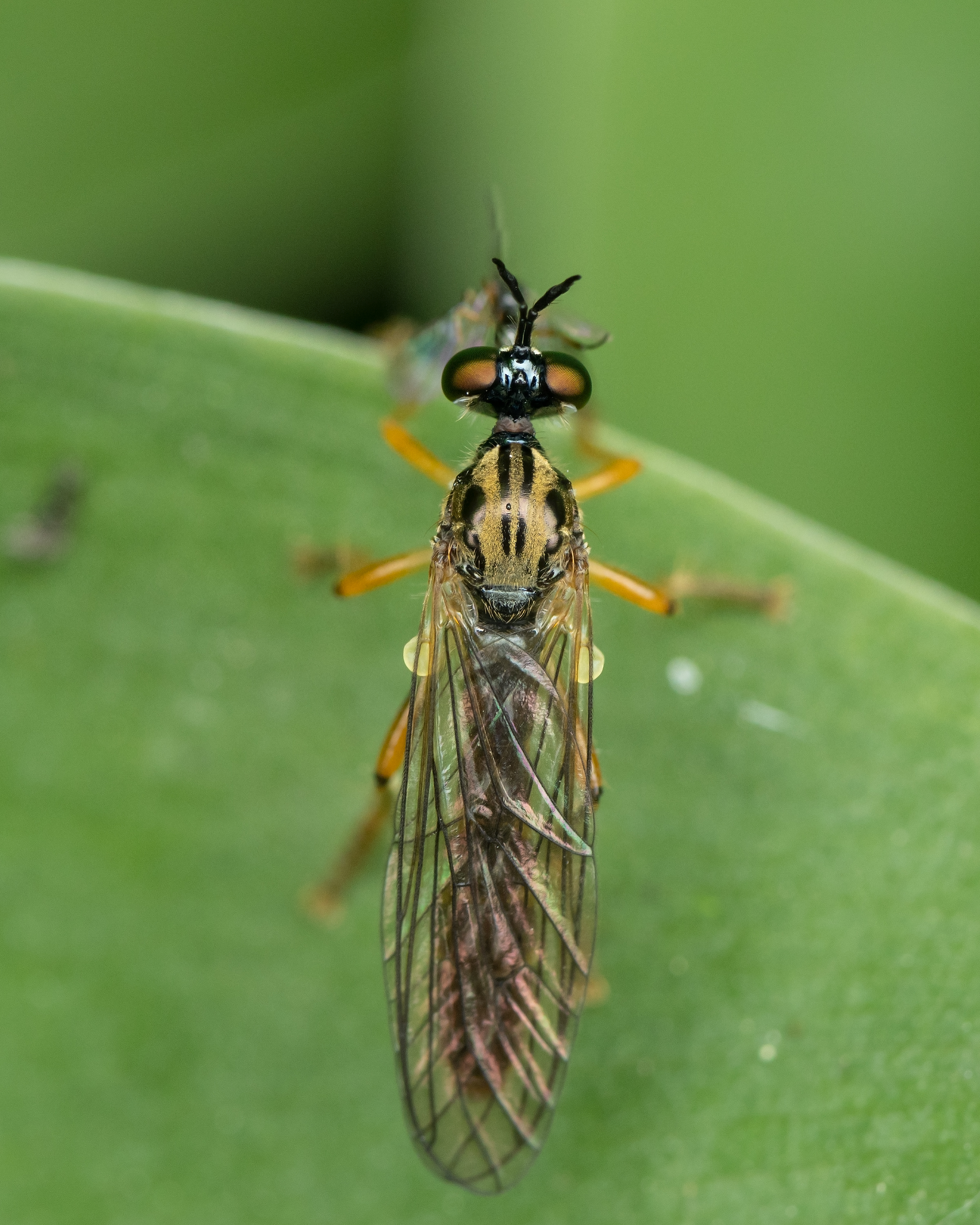 Dioctria linearis - karcsú héjalégy