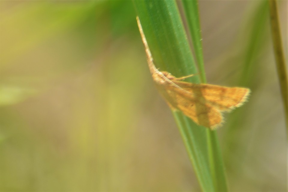 Idaea serpentata - kis sávosaraszoló