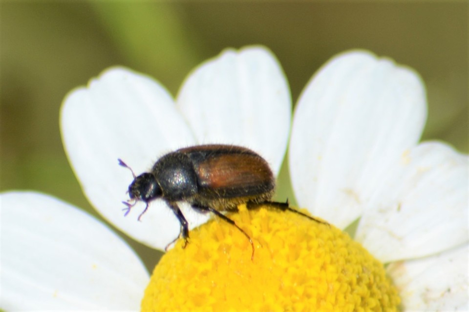 Omaloplia nigromarginata - szegélyes kiscserebogár
