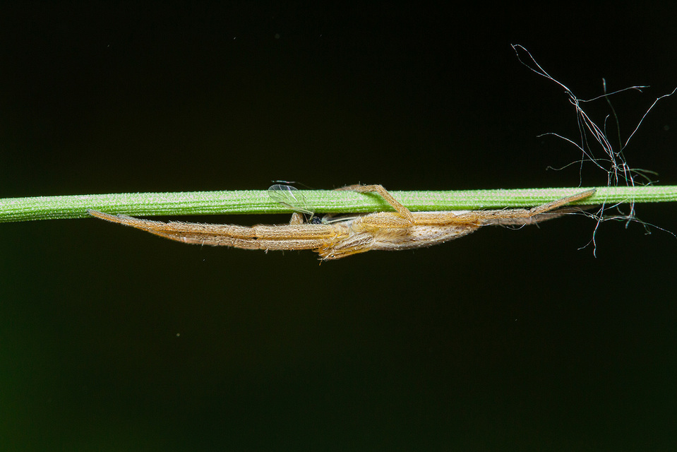 Tibellus