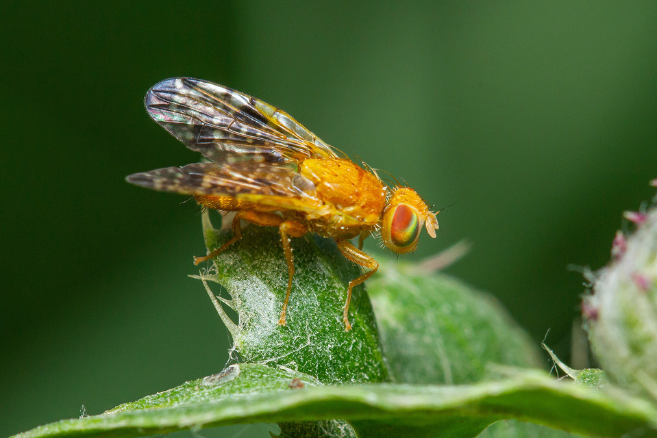 Xyphosia miliaria