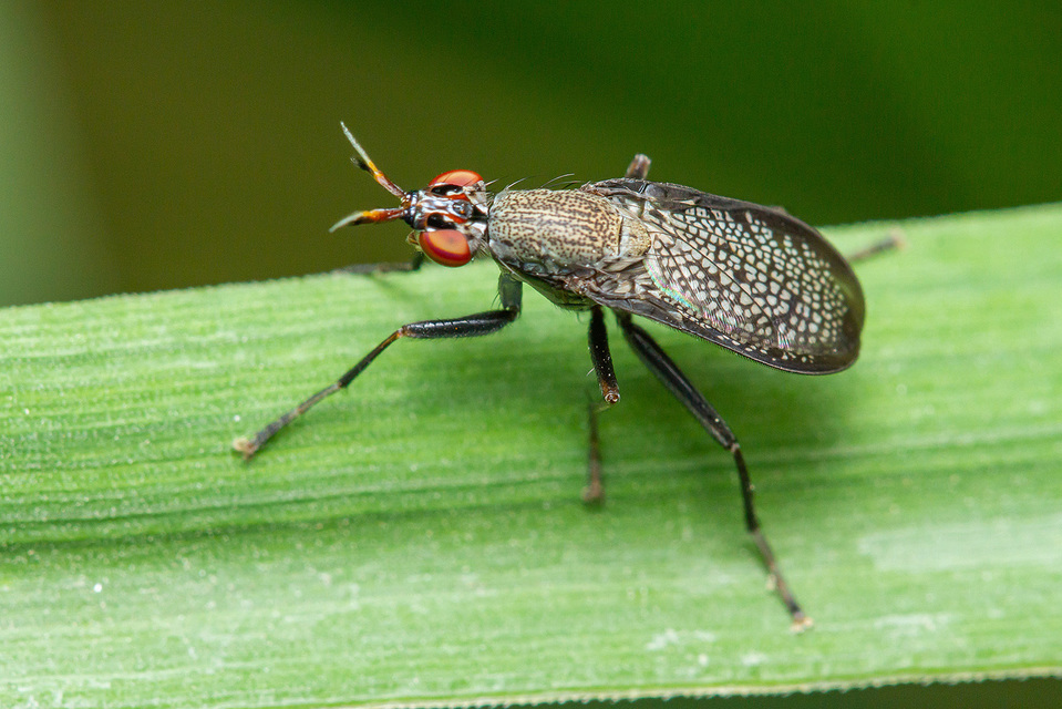 Coremacera marginata