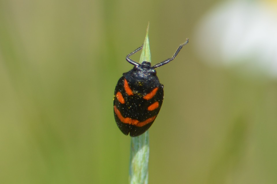 Cercopis arcuata/sanguinolenta