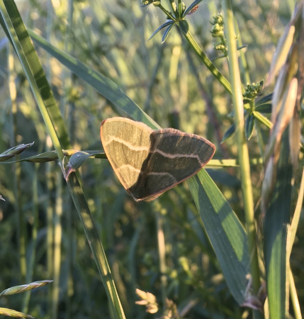 Hylaea fasciaria - erdeifenyő-sávosaraszoló