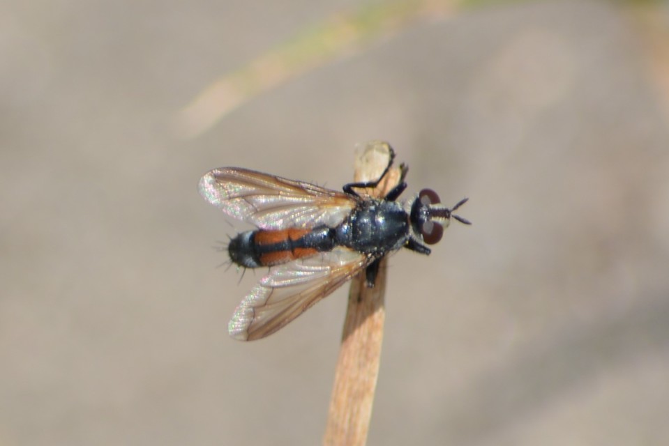 Cylindromyia