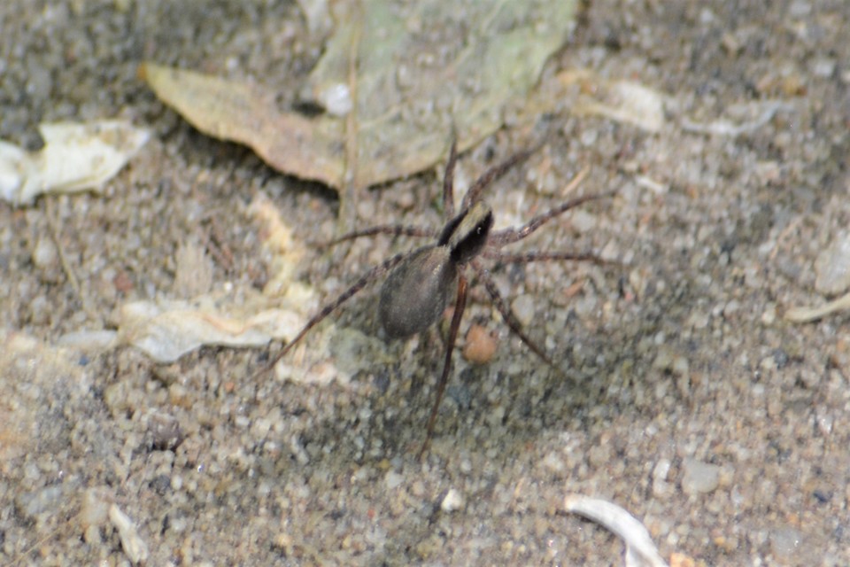 Pardosa alacris/lugubris