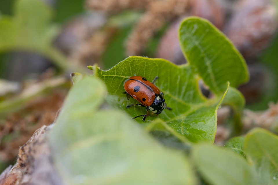 Cryptocephalus cordiger - szíves zömökbogár