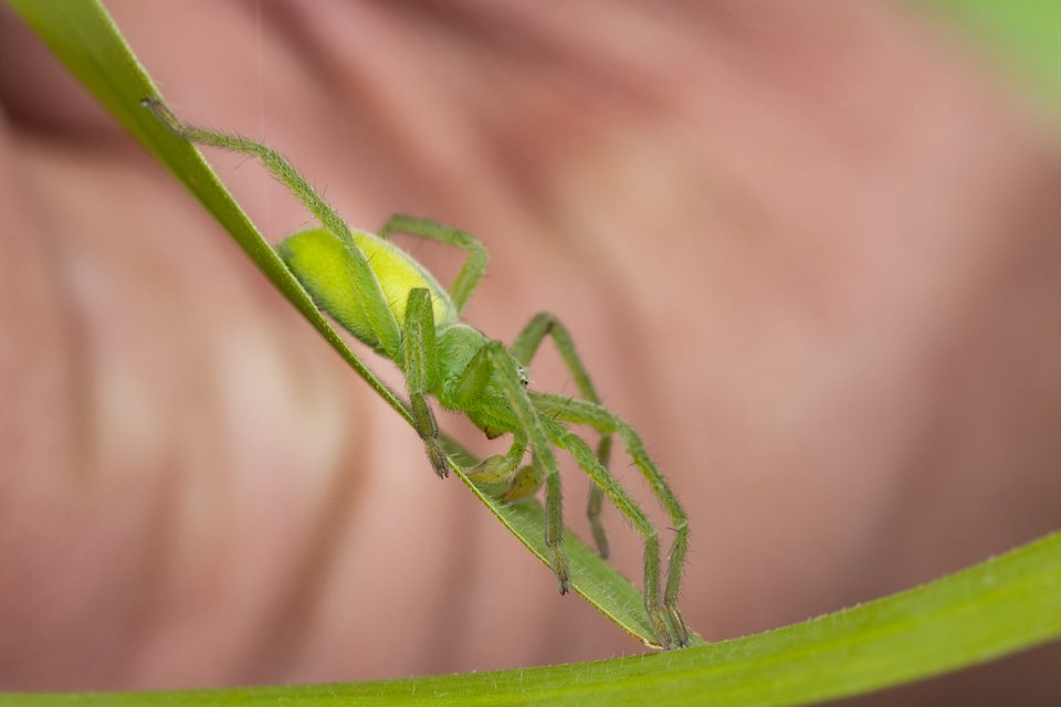 Micrommata virescens - hunyópók