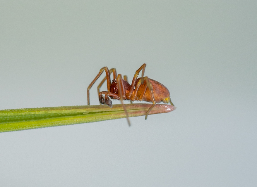 Nigma flavescens - vöröslő hamvaspók
