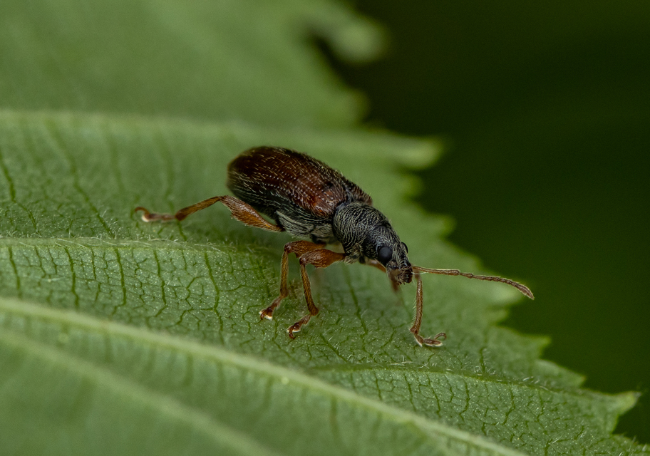 Phyllobius oblongus - közönséges levélormányos