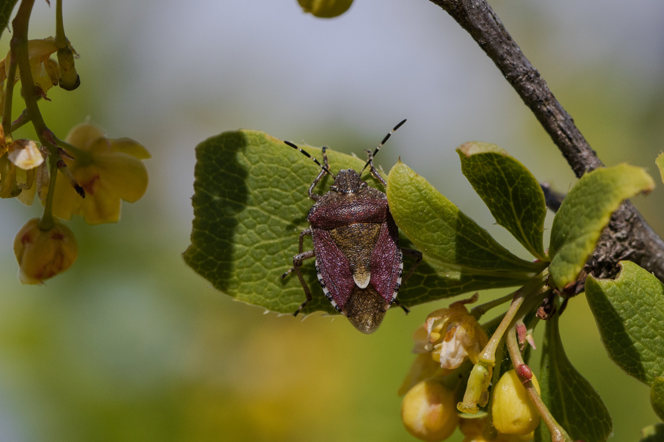 Dolycoris baccarum - közönséges bogyómászó-poloska