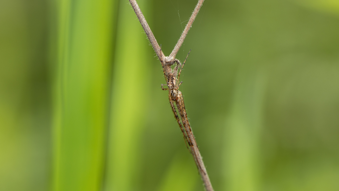 Metellina segmentata/mengei