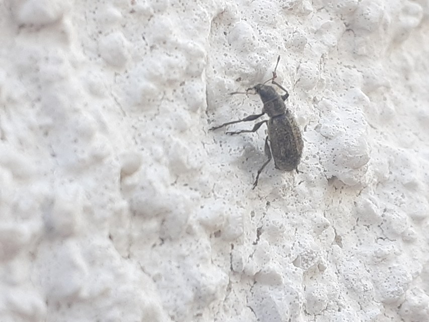 Polydrusus inustus - keleti lombormányos