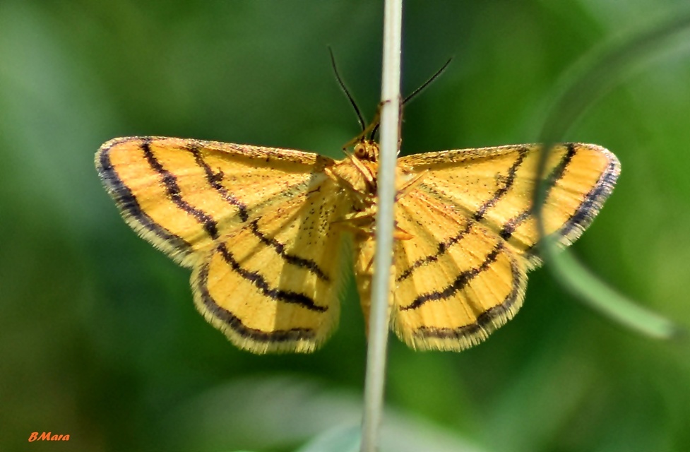 Idaea aureolaria - aranyos sávosaraszoló