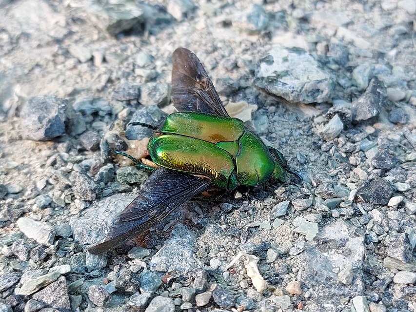 Protaetia affinis - smaragdzöld virágbogár