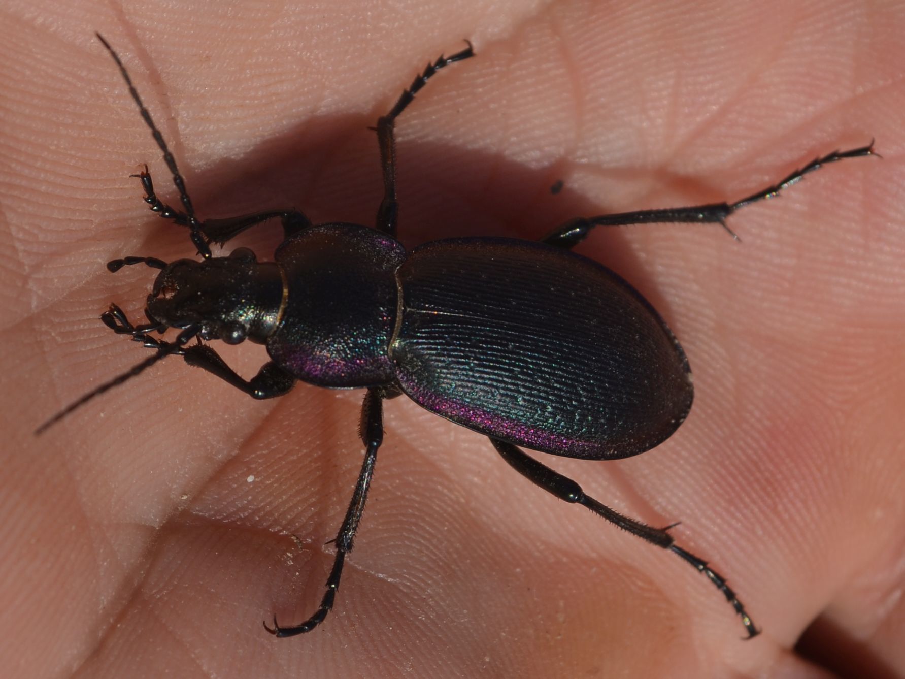 Carabus scheidleri pannonicus - pannon változó futrinka