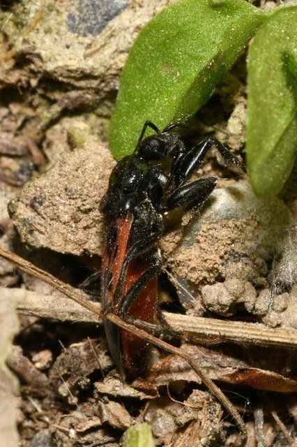 Peirates hybridus - foltos rablópoloska