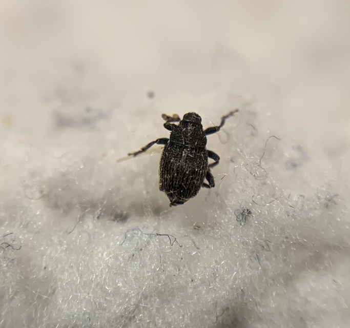 Glocianus pilosellus - szőrös gömbdedormányos