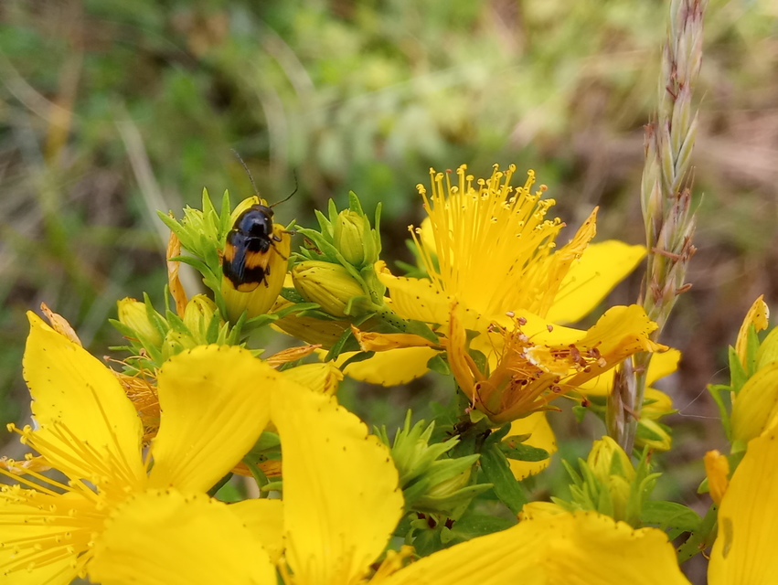 Cryptocephalus moraei - közönséges zömökbogár