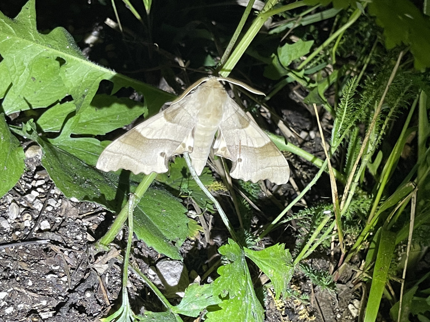 Marumba quercus - tölgyfaszender