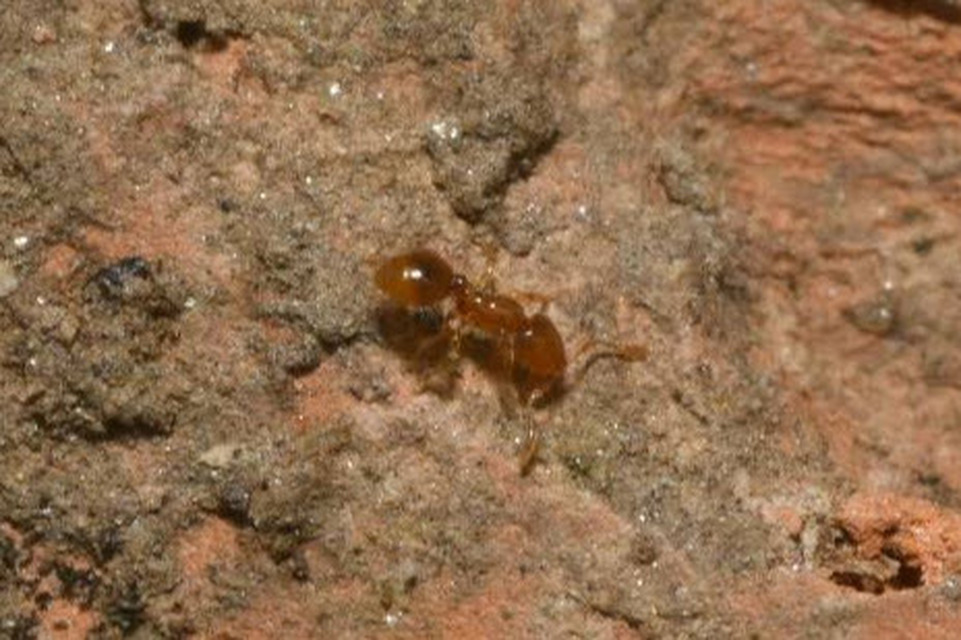 Solenopsis fugax - tolvajhangya