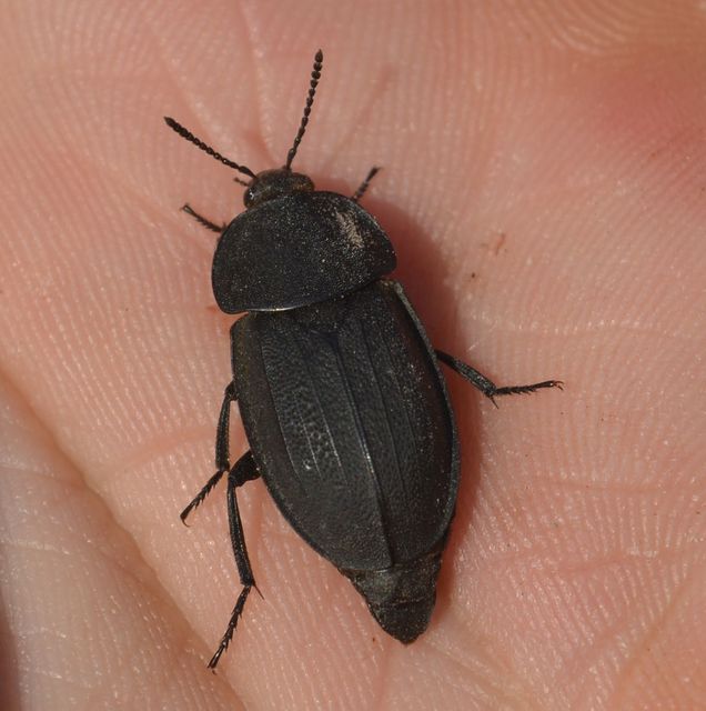 Silpha obscura - közönséges dögbogár