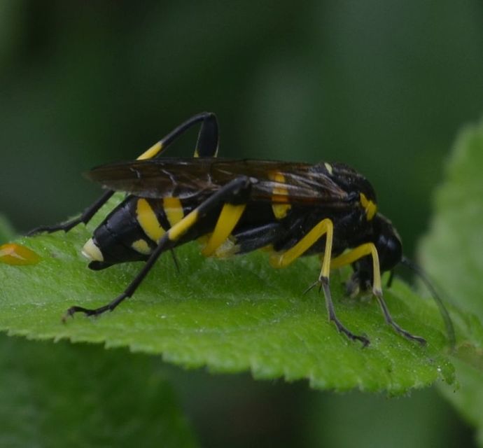 Macrophya montana - hegyi levéldarázs