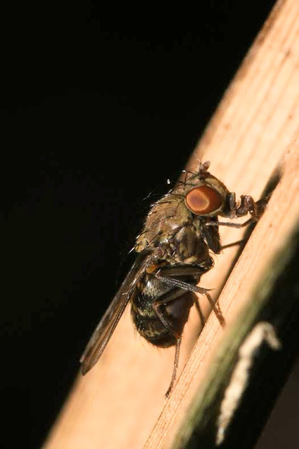 Notiphila