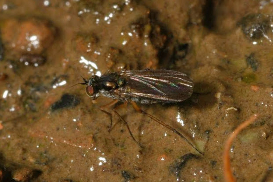 Dolichopodidae - szúnyoglábú legyek