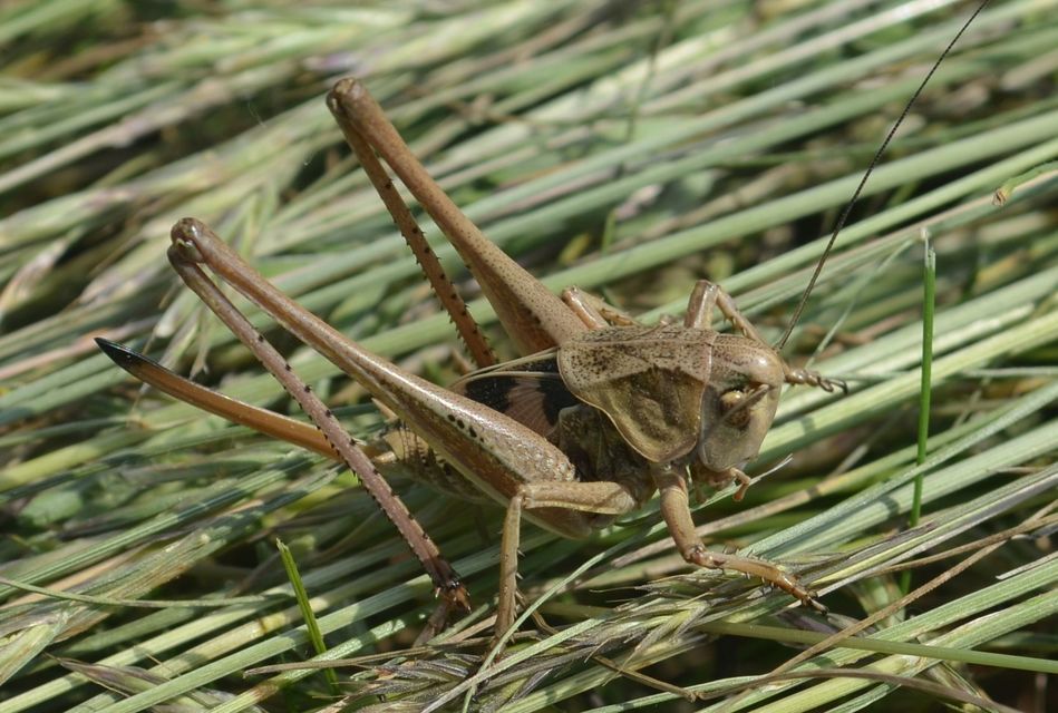 Decticus verrucivorus - szemölcsevő szöcske