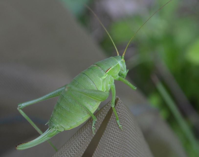 Isophya costata - magyar tarsza