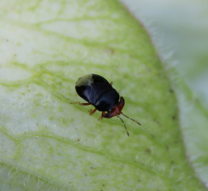 Geocoris erythrocephalus - vörösfejű bodobács Geocoris erythrocephalus - vörösfejű bodobács