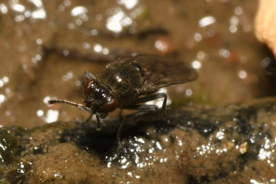 Parydra