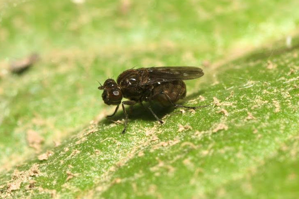 Parydra