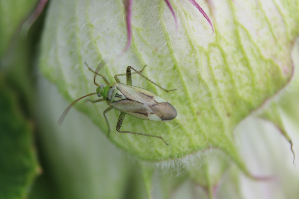 Adelphocoris lineolatus - lucernapoloska